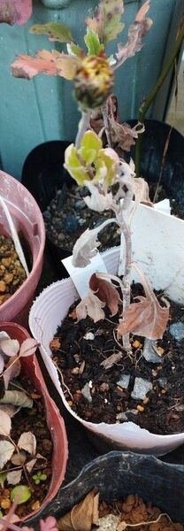 菊一本