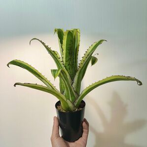 ホヘンベルギア カーラ 現品