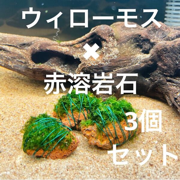 (巻きたて)ウィローモス×赤溶岩石(3cm)×3個