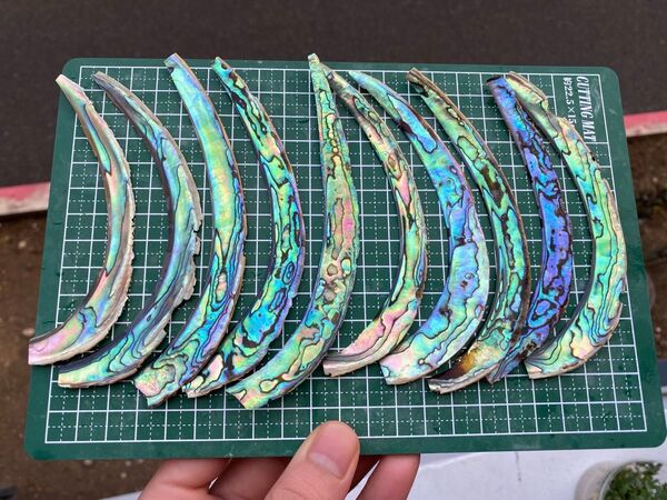 アワビ貝殻 ニュージーランド産 10枚セットネイル用シェルパーツ 螺鈿細工 ハンドクラフト ハンドメイド