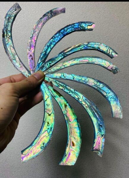 アワビ貝殻 ニュージーランド産 10枚セット 12cm 前後ネイル用シェルパーツ 螺鈿細工 ハンドクラフト ハンドメイド 美品