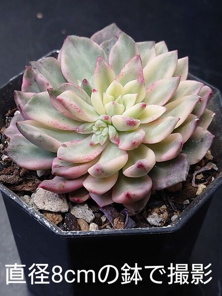 多肉植物 グリーンエメラルド錦