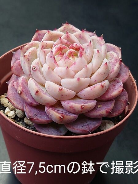 多肉植物 レッドベルベット