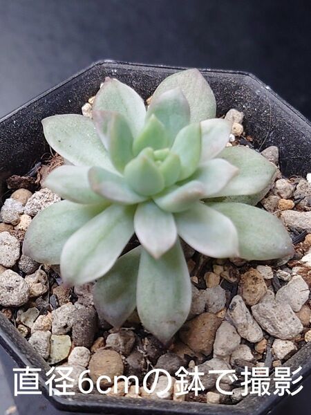 多肉植物 マッコス錦