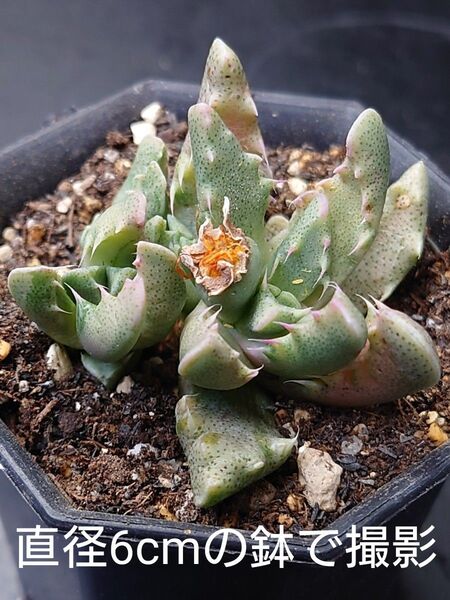 多肉植物 四海波錦