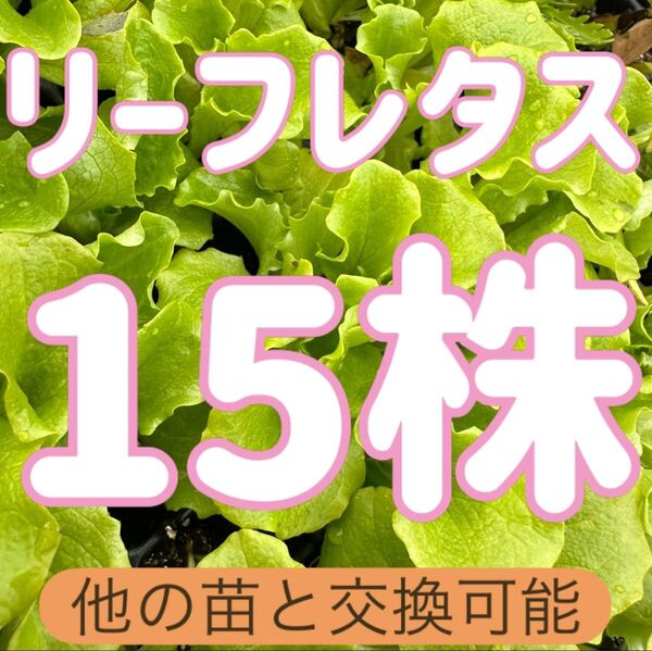 リーフレタス×15 無農薬