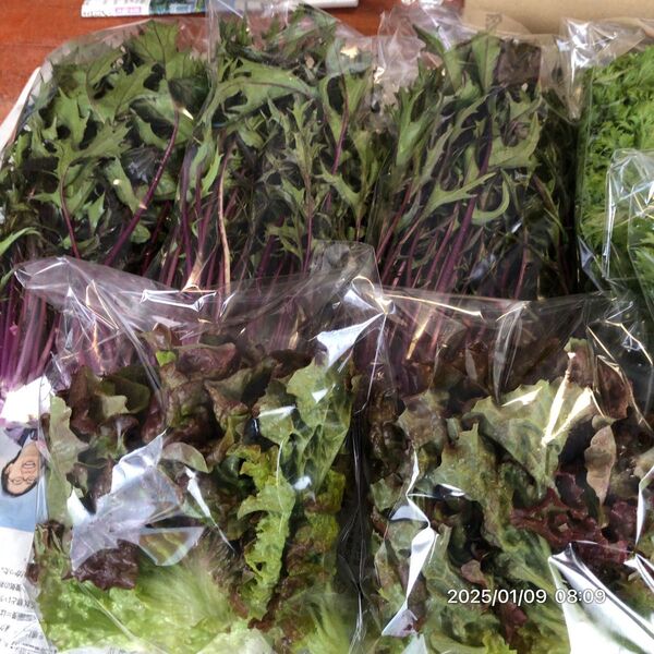 栽培期間中農薬化学肥料不使用野菜7点