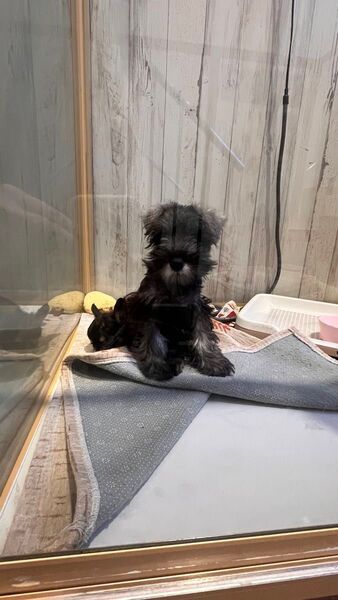 犬のぬいぐるみ【画像と相違あり】