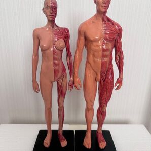 人体筋肉骨格モデル 女性 男性 30cm樹脂 筋骨格構造彫刻ボディモデル 解剖 セット スタンド付き ②