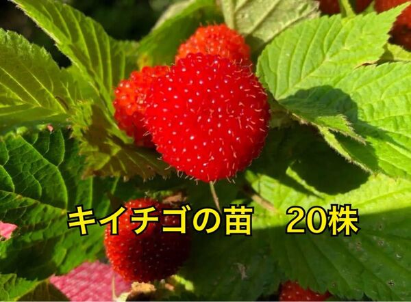 木苺 クサイチゴの抜き苗 20株入り ジャムや果実酒にも使えます 国産ラズベリー