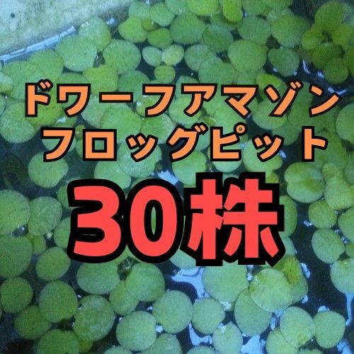 ドワーフアマゾンフロッグピット 30株 水草 浮草 産卵床 メダカ ビオトープ 無農薬