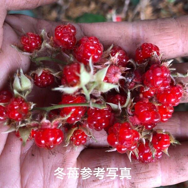 ★★冬苺苗5株★★4000円→1750円 甘くて美味しい赤実木苺苗 木いちご フユイチゴ苗 ふゆいちご苗 冬いちご苗