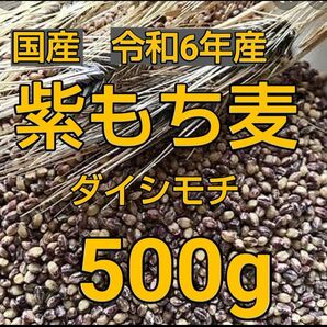 もち麦500g 国産 紫もち麦 ダイシモチ 美味しく食べやすく精麦済み