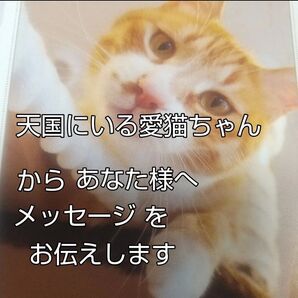 亡くなった愛猫ちゃんからのメッセージ
