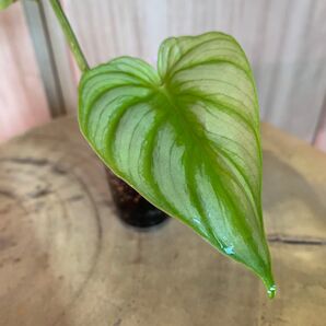 フィロデンドロン プロマニーシルバー Plowmanii Silver