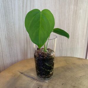 観葉植物 アンスリウム Wrinkle Montaine レア