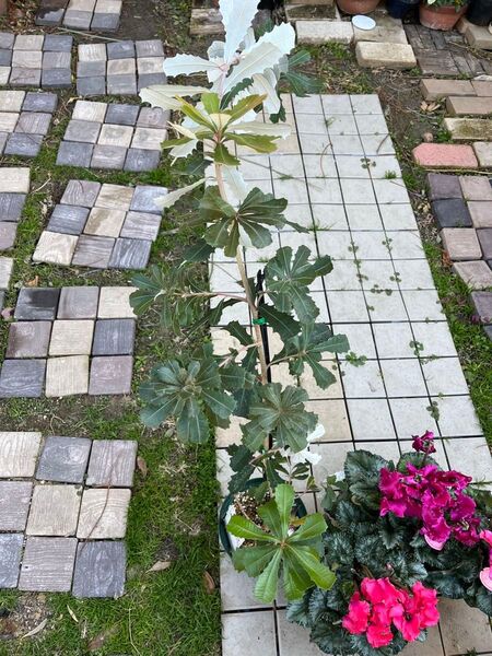 バンクシア