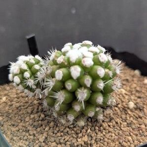 サボテンコレクション・マミラリア・白菱 inわけけのお店