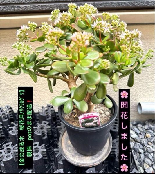 開花しました♪【金の成る木 桜花月/サクラカゲツ】親株 potのまま配送!