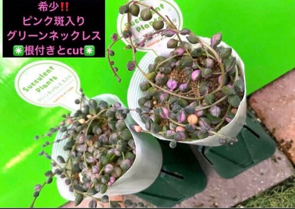 希少ピンク斑入りグリーンネックレス★根付きとcut①pot分★ 多肉植物
