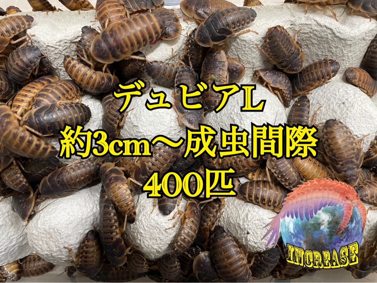 Yahoo!オークション -「デュビア 成虫」の落札相場・落札価格 Yahoo!オークション -「デュビア 成虫」の落札相場・落札価格