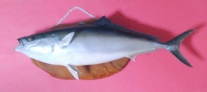 魚 剥製の値段と価格推移は 425件の売買情報を集計した魚 剥製の価格や価値の推移データを公開 魚 剥製の値段と価格推移は 425件の売買情報を集計した魚 剥製の価格や価値の推移データを公開