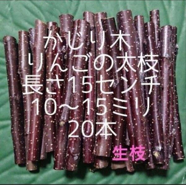 かじり木りんごの太枝20本