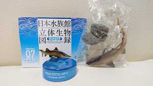 ◆即決新品「海洋堂 日本水族館立体生物図録 第1巻・⑦シロワニ♀」◆アクアトトぎふ版