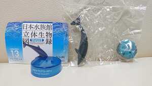 ◆即決新品「海洋堂 日本水族館立体生物図録 第1巻・⑬バンドウイルカ」◆アクアトトぎふ版