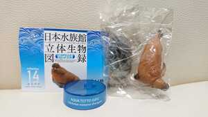 ◆即決新品「海洋堂 日本水族館立体生物図録 第1巻・⑭セイウチ」◆アクアトトぎふ版