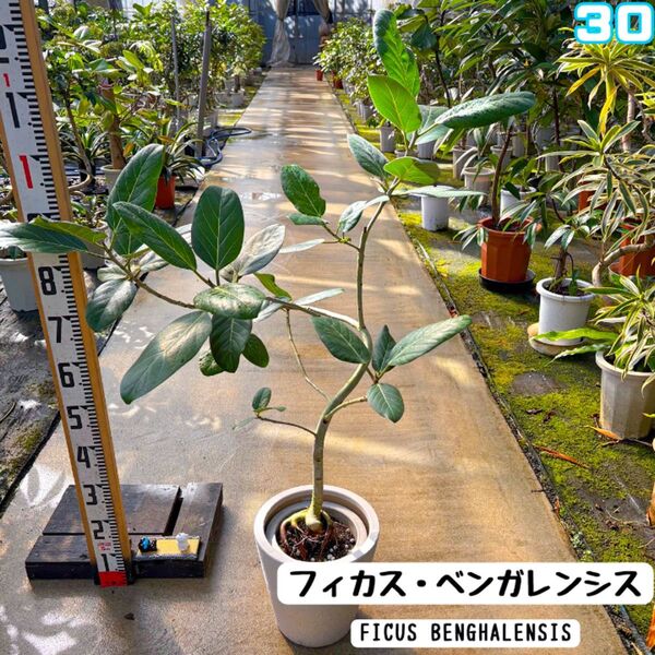 フィカス・ベンガレンシス30・浅植え気根仕立て・路地栽培・個性的な樹形