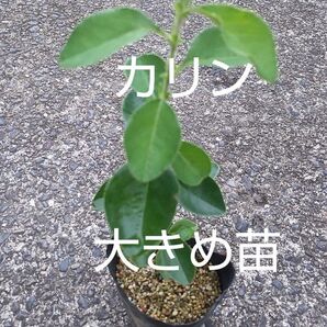 カリン苗木 大きめ1株