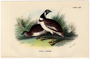 1896年 イギリス Lloyd's博物図鑑 多色石版画 ノガン科 ヒメノガン属 ヒメノガン LITTLE BUSTARD 博物画