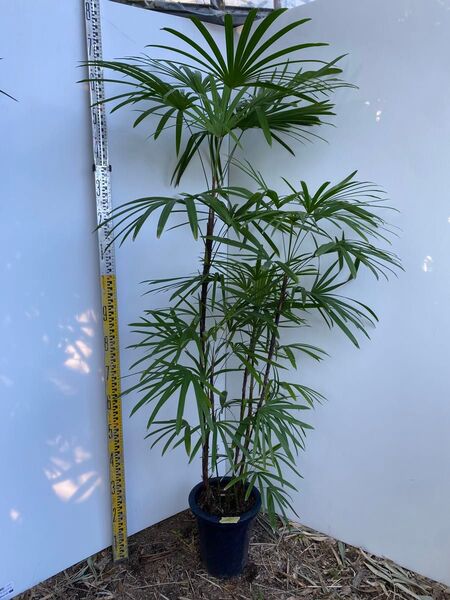 シュロチク 棕櫚竹 8号鉢 20 観葉植物