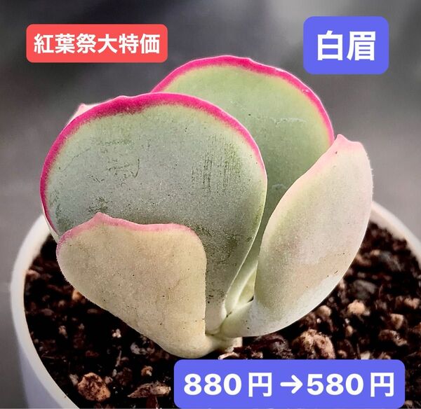 紅葉祭大特価★新入荷★韓国苗★白眉★可愛い紅葉超美苗★多肉植物★エケベリア