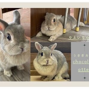 店舗応援型オリジナルポストカード