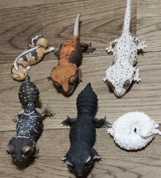 明日まで値下げ トカゲ レオパ ガチャ