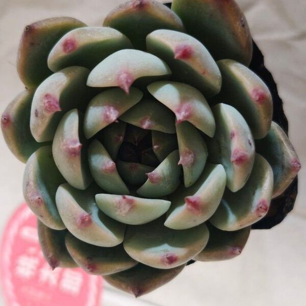 桃太郎 多肉植物 可愛い大苗