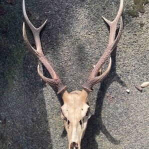 10月に捕獲した鹿の角