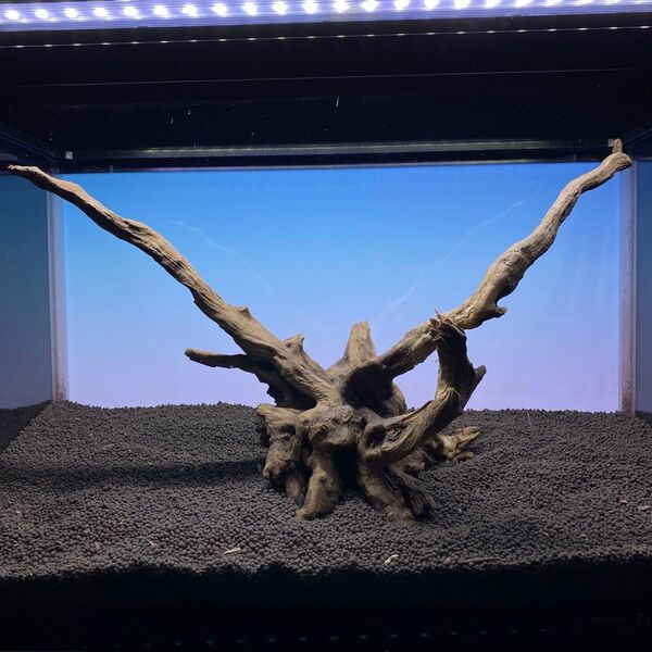 MSRW-5878天然流木一点物 スリムウッド アクアリウム