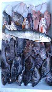 （魚）青森鮮魚混み魚5.0kg4500円特売