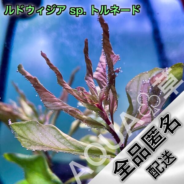 【超希少】ルドウィジア sp. トルネード 2本5cm~ 水中葉