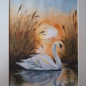 水彩画 夕陽に染まる白鳥