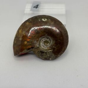 〔4〕ファイヤーアンモナイト