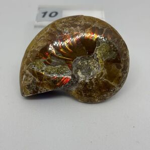 〔10〕ファイヤーアンモナイト