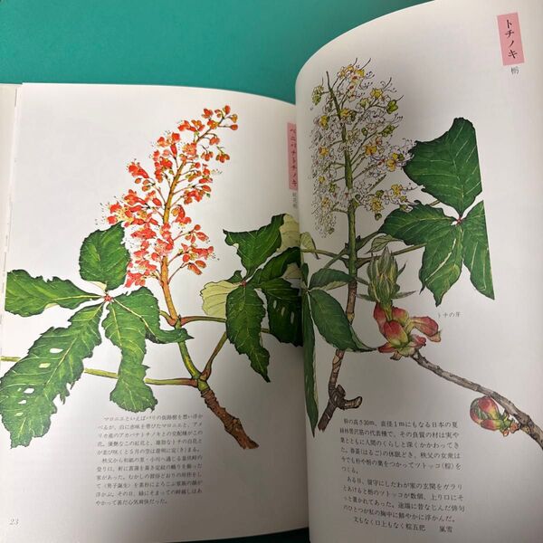樹の花の図譜 井上光三郎