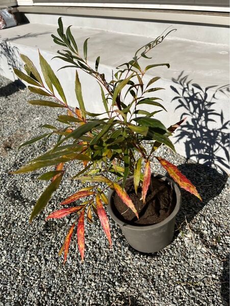 マホニアコンフューサー 【樹高50㎝】 苗木②