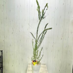 枝振り良好 背高め ミモザ 三角葉アカシア