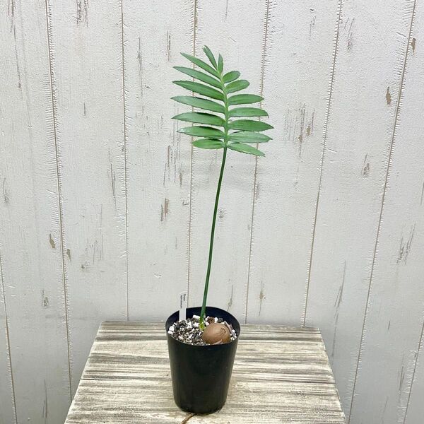 Dioon spinulosum ディオーン・スピヌロスム