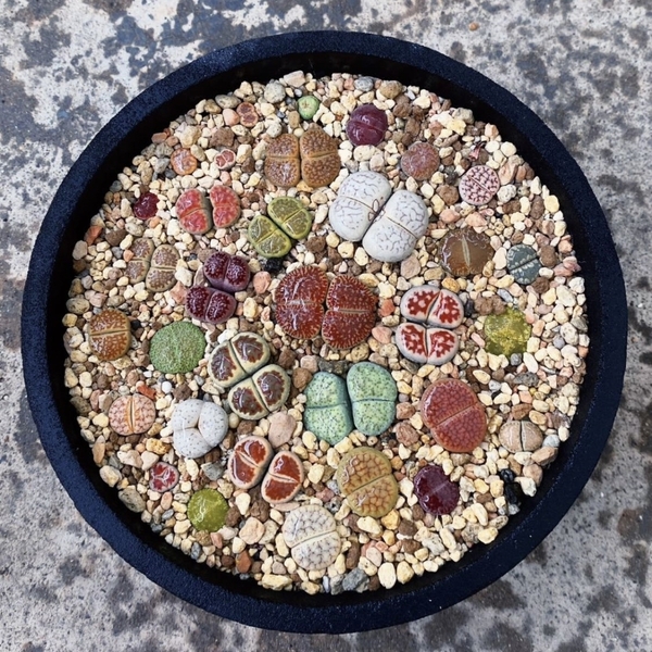 D8 15苗のセット リトープス カラフルセット 多肉植物